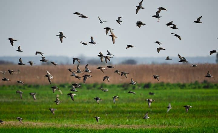 Canva Photo Of A Flock Of Birds Flying Below Grass Field 720x440